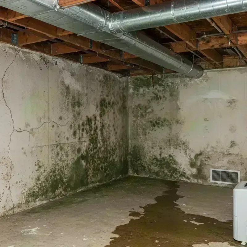 Professional Mold Removal in Gordon Heights, NY